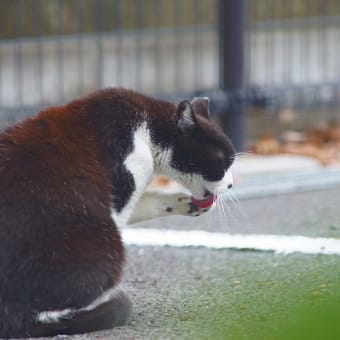 2014-06-08　くろとさびちゃん