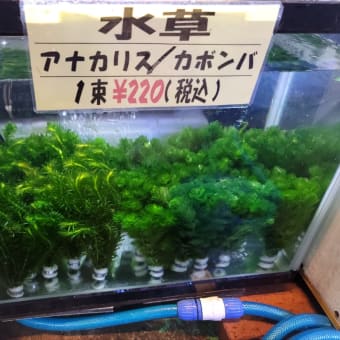 直営店に限定 中古ADAパレングラスミニ モンスターアクアリウム - 水槽