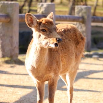 奈良公園