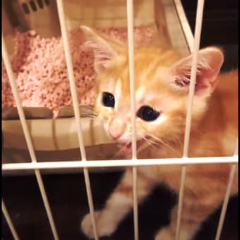 飼い主がぼくの鳴き声をイジってきます【ギーヨギーヨ】