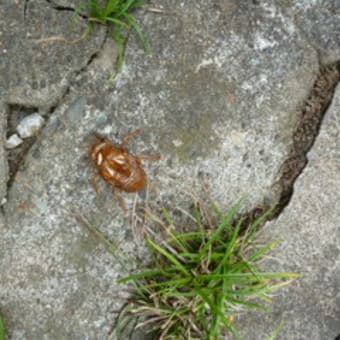 どこかぬけている