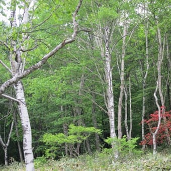 赤城山のつつじを見に