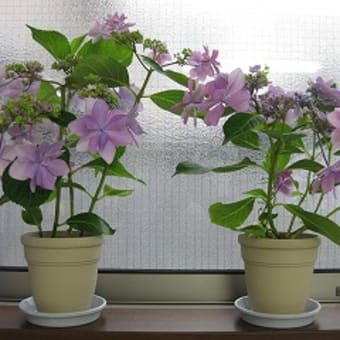 鉢紫陽花