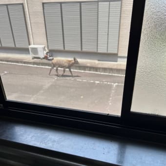 カッちゃんがやってきた！！