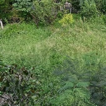 久しぶりの草刈り