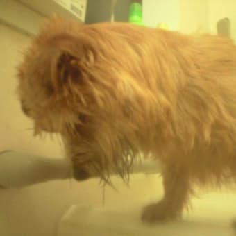 風呂好きの犬