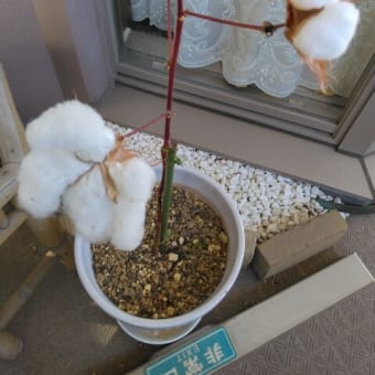 綿のお花が大きくなりました（＾o＾）　　「優舞美」