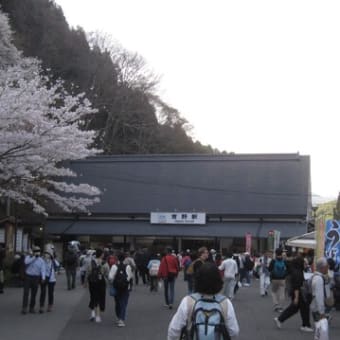 桜が満開の吉野山に行ってきました