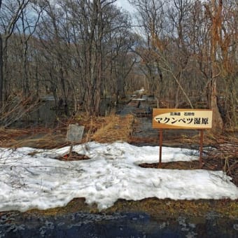 石狩市マクンベツ湿原