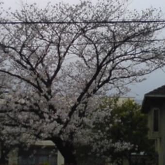 教会の桜