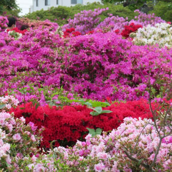 花山公園 / 鉄砲隊 / 館林