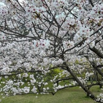 平和公園の桜ー２０２５（北九州市小倉北区）