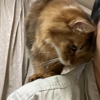 肩乗り猫・ハイタッチ