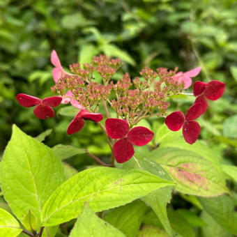 高知　星ヶ丘公園の睡蓮と紫陽花