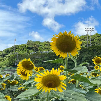 大好きな花は、ひまわり🌻🌻🌻🌻🌻