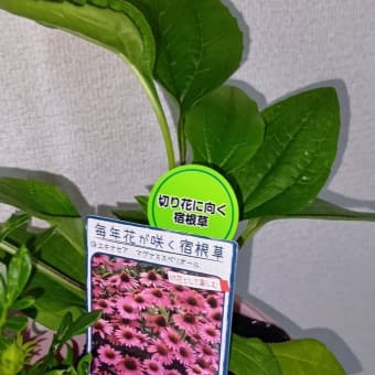 エキナセアとガザニアをお迎え　20250622