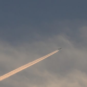 レンコン畑と青空