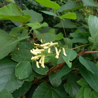腸内細菌の種類や数が足りない：保存料