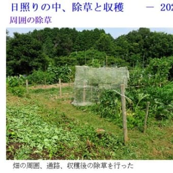 日照りの中、除草と収穫　　－ 2025.7初 －