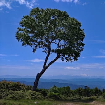 位山　猛暑の梅雨中休みでも山は涼しい