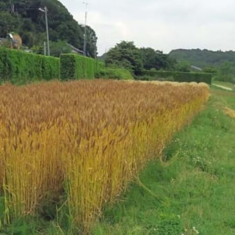 散策路の花バナ