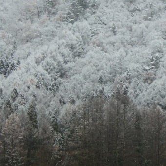 初雪