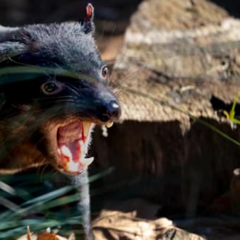 清水謙行が世界を旅するブログー絶滅危惧種