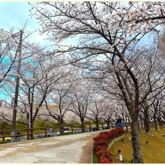 大阪　寝屋川　桜の並木道