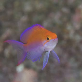 デジイチ 水没～, しかも全没！