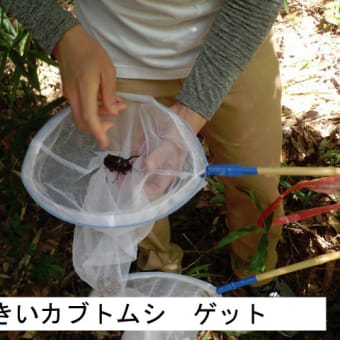 サマースクール「外来種の昆虫を捕って駆除しよう」