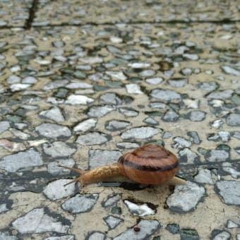 梅雨らしい生き物に出会った