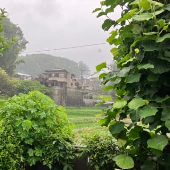 けっこう強い雨でした