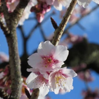 あたみ桜☆２０１７