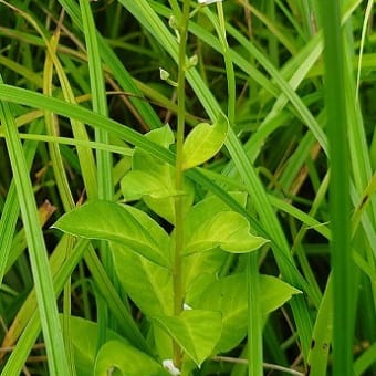 芦ノ湖西岸を歩く