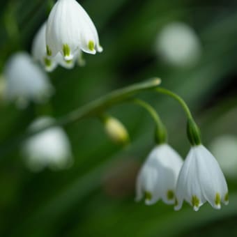 ●我が家の４月の花(8)    スノーフレーク　八重の水仙