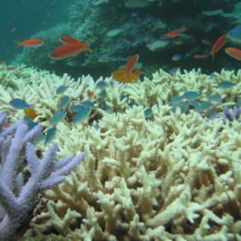 2007　白化したエダサンゴにカラフルな魚たちがなにか不安そうだ