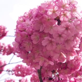 時期がアレですが、桜の画像をアップ。