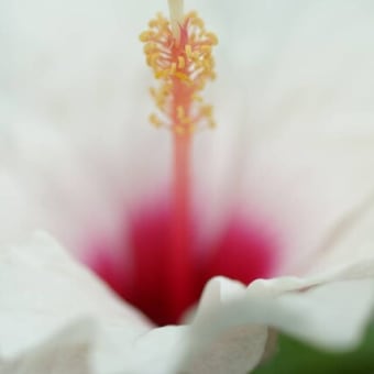 庭の花　ハイビスカス