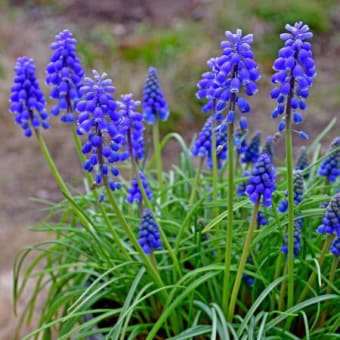 リアルタイム庭花 （2020年3月14日）