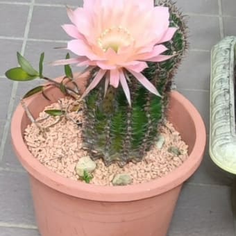 初めての色