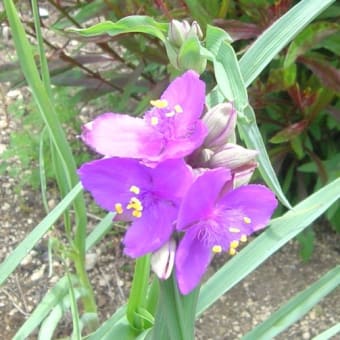 今日の落ちこぼれ花壇