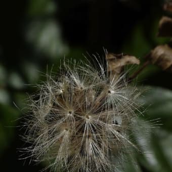 コウヤボウキの種子と総苞‐房総丘陵