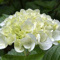紫陽花色づき始めました