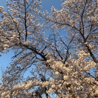 2025年　春🌸桜が長持ちしてますね〜