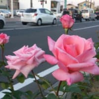 ダビデ，王であり羊飼い　（１サムエル１６：１１a）