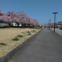 会津の桜、開花！