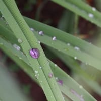 雨のあと