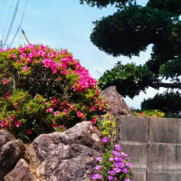 仁淀川に沿ぅて走るよろこび、もう一度味わいたいな～♪