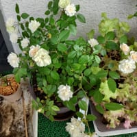 神宮バラ園