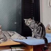 ニャルソック中…かと思ったら…